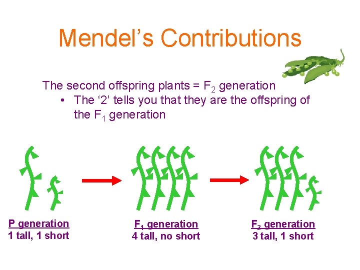 Mendel’s Contributions The second offspring plants = F 2 generation • The ‘ 2’