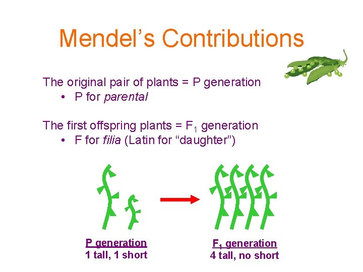 Mendel’s Contributions The original pair of plants = P generation • P for parental