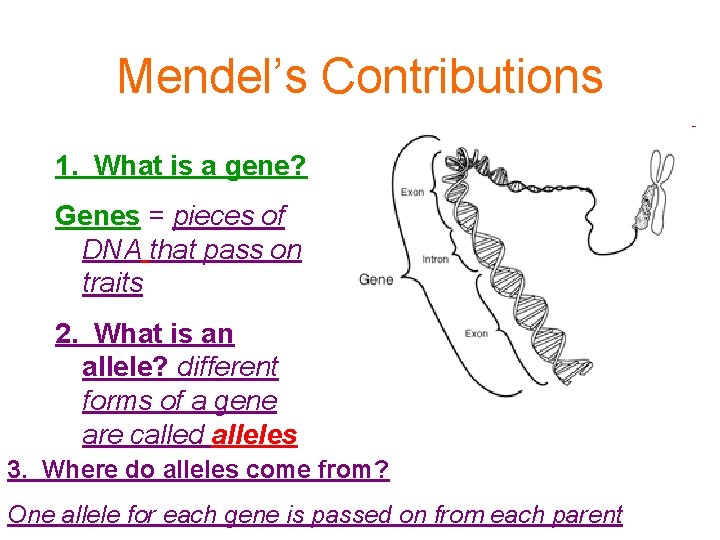 Mendel’s Contributions 1. What is a gene? Genes = pieces of DNA that pass
