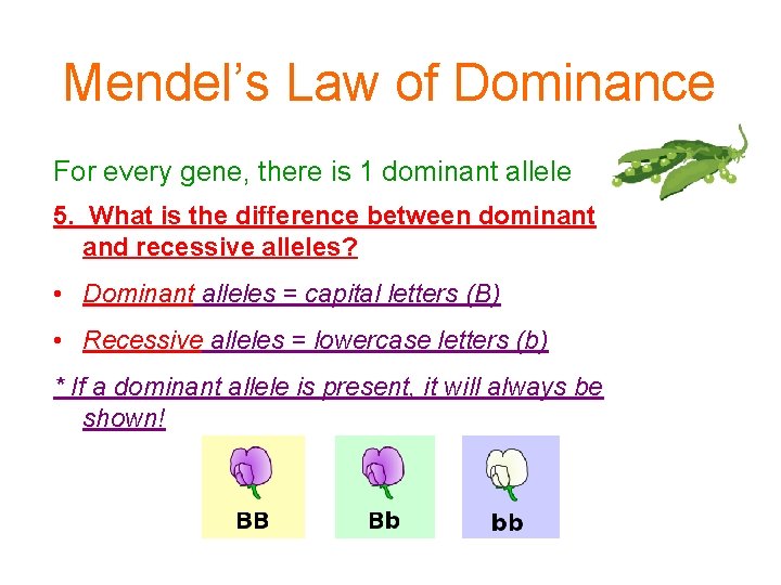 Mendel’s Law of Dominance For every gene, there is 1 dominant allele 5. What