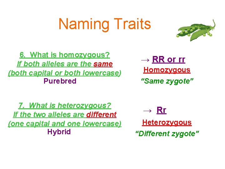Naming Traits 6. What is homozygous? If both alleles are the same (both capital