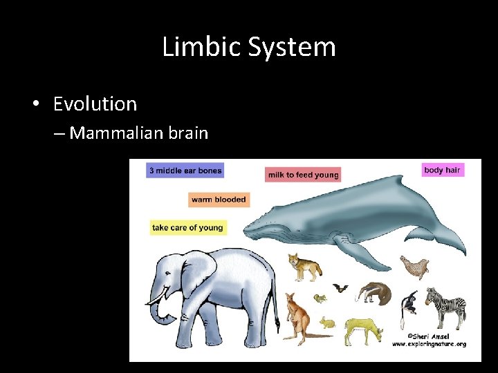Limbic System • Evolution – Mammalian brain 