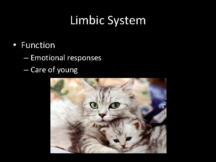 Limbic System • Function – Emotional responses – Care of young 