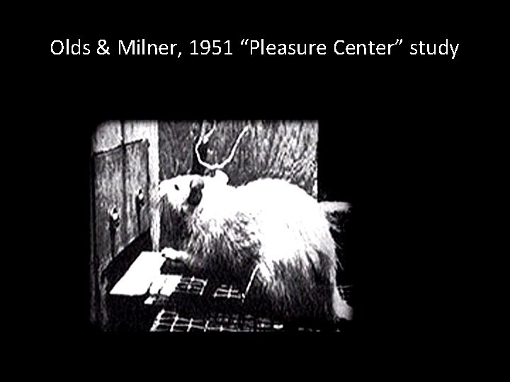 Olds & Milner, 1951 “Pleasure Center” study 