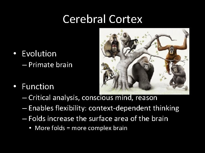 Cerebral Cortex • Evolution – Primate brain • Function – Critical analysis, conscious mind,