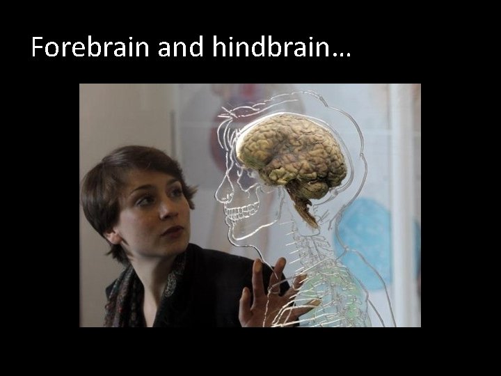 Forebrain and hindbrain… 