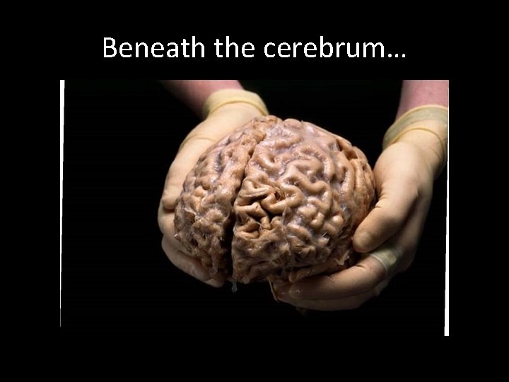 Beneath the cerebrum… 