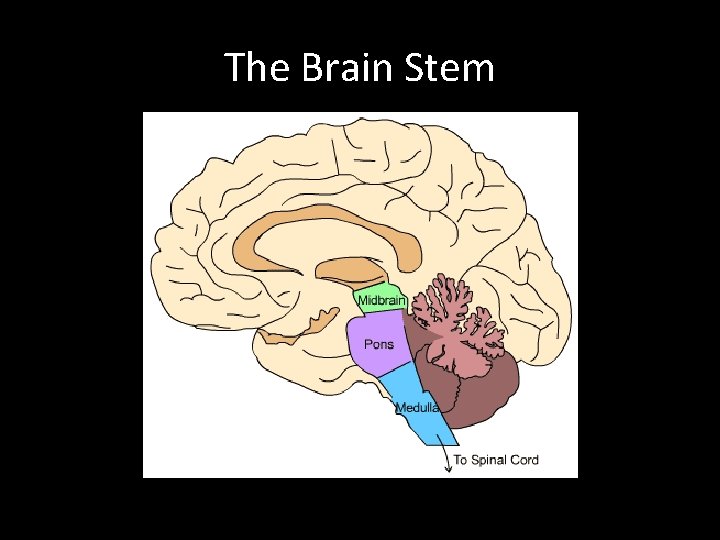 The Brain Stem 