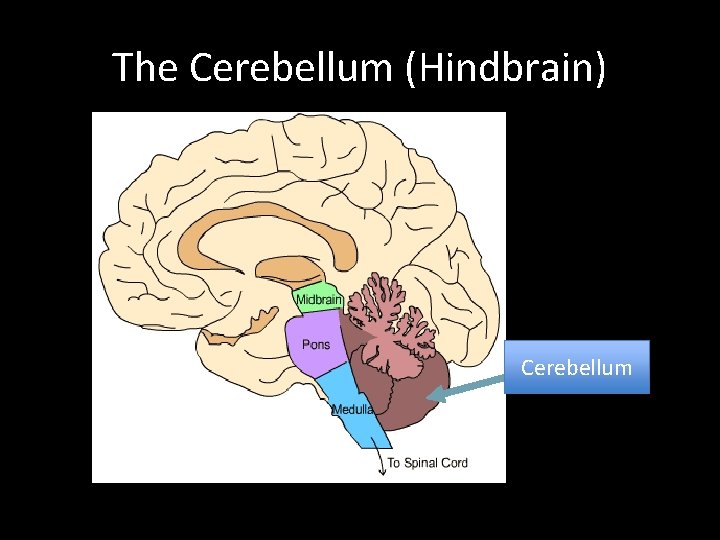 The Cerebellum (Hindbrain) Cerebellum 