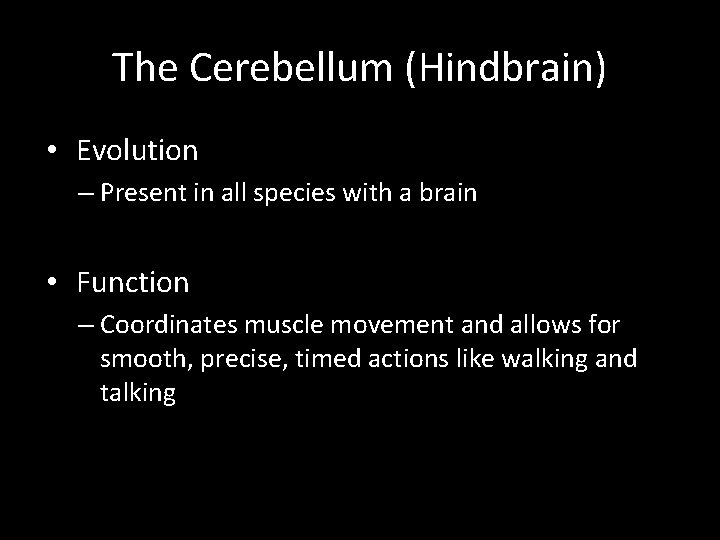 The Cerebellum (Hindbrain) • Evolution – Present in all species with a brain •