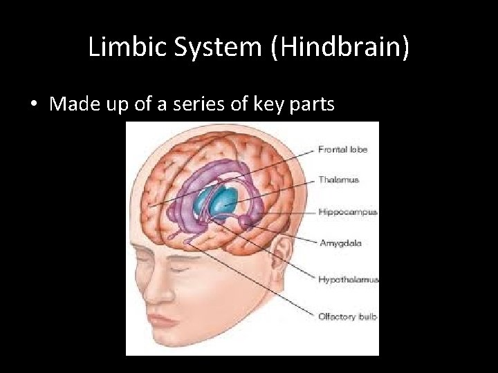 Limbic System (Hindbrain) • Made up of a series of key parts 
