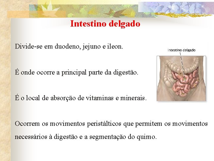 Intestino delgado Divide-se em duodeno, jejuno e ileon. É onde ocorre a principal parte