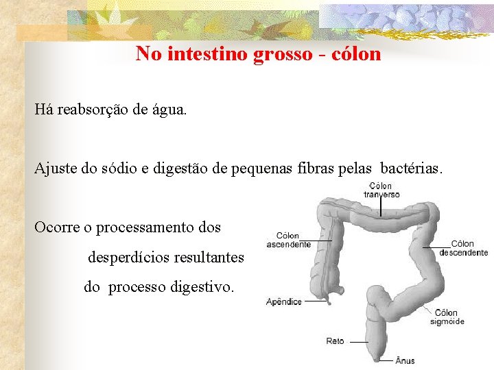 No intestino grosso - cólon Há reabsorção de água. Ajuste do sódio e digestão