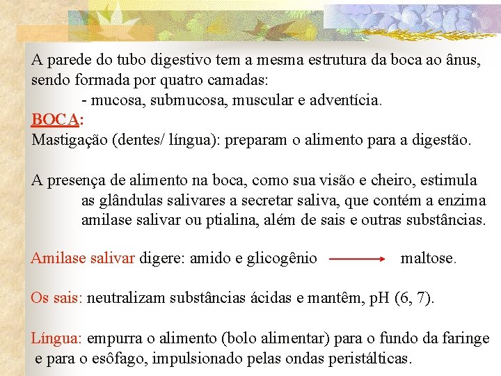 A parede do tubo digestivo tem a mesma estrutura da boca ao ânus, sendo