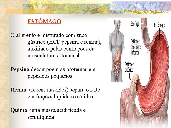 ESTÔMAGO: O alimento é misturado com suco gástrico (HCl/ pepsina e renina), auxiliado pelas