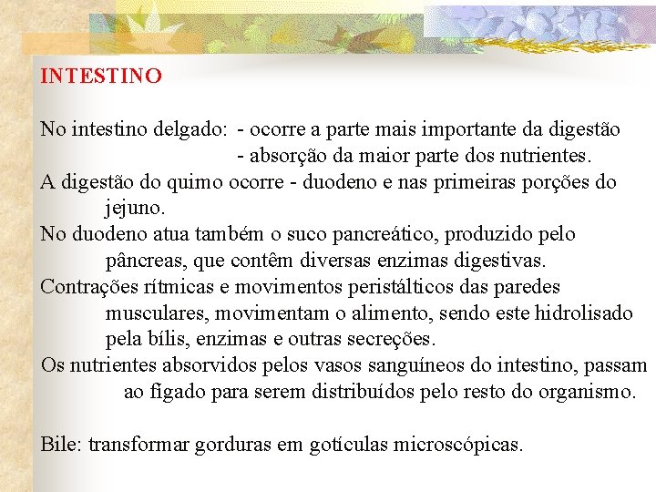 INTESTINO No intestino delgado: - ocorre a parte mais importante da digestão - absorção