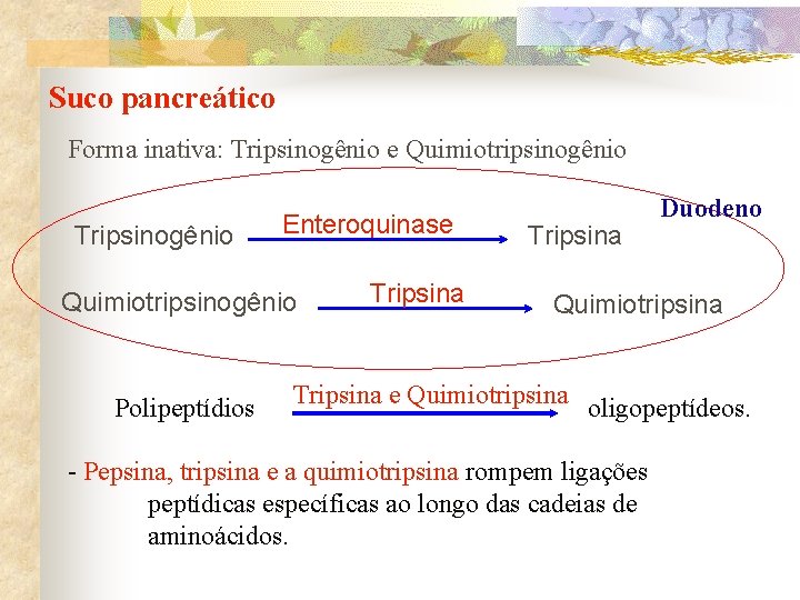 Suco pancreático Forma inativa: Tripsinogênio e Quimiotripsinogênio Tripsinogênio Enteroquinase Quimiotripsinogênio Polipeptídios Tripsina Duodeno Quimiotripsina