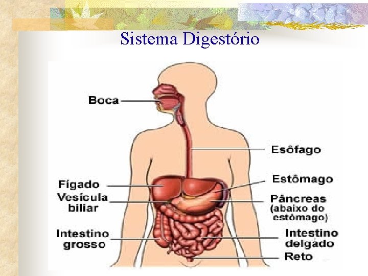 Sistema Digestório 