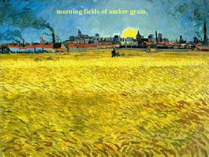 morning fields of amber grain, 