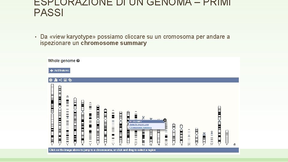 ESPLORAZIONE DI UN GENOMA – PRIMI PASSI • Da «view karyotype» possiamo cliccare su