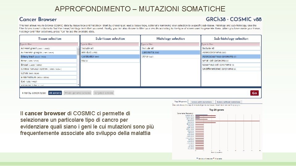 APPROFONDIMENTO – MUTAZIONI SOMATICHE Il cancer browser di COSMIC ci permette di selezionare un