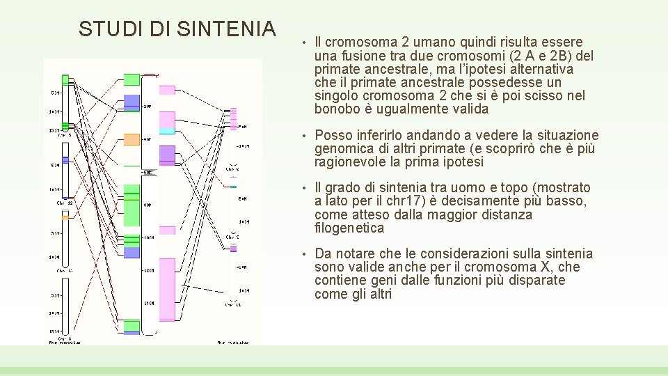 STUDI DI SINTENIA • Il cromosoma 2 umano quindi risulta essere una fusione tra