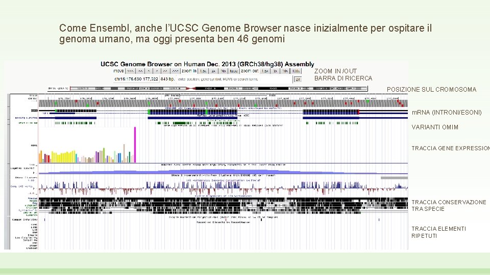 Come Ensembl, anche l’UCSC Genome Browser nasce inizialmente per ospitare il genoma umano, ma