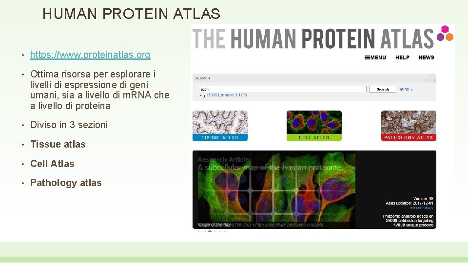 HUMAN PROTEIN ATLAS • https: //www. proteinatlas. org • Ottima risorsa per esplorare i