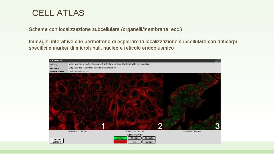 CELL ATLAS Schema con localizzazione subcellulare (organelli/membrana, ecc. ) Immagini interattive che permettono di