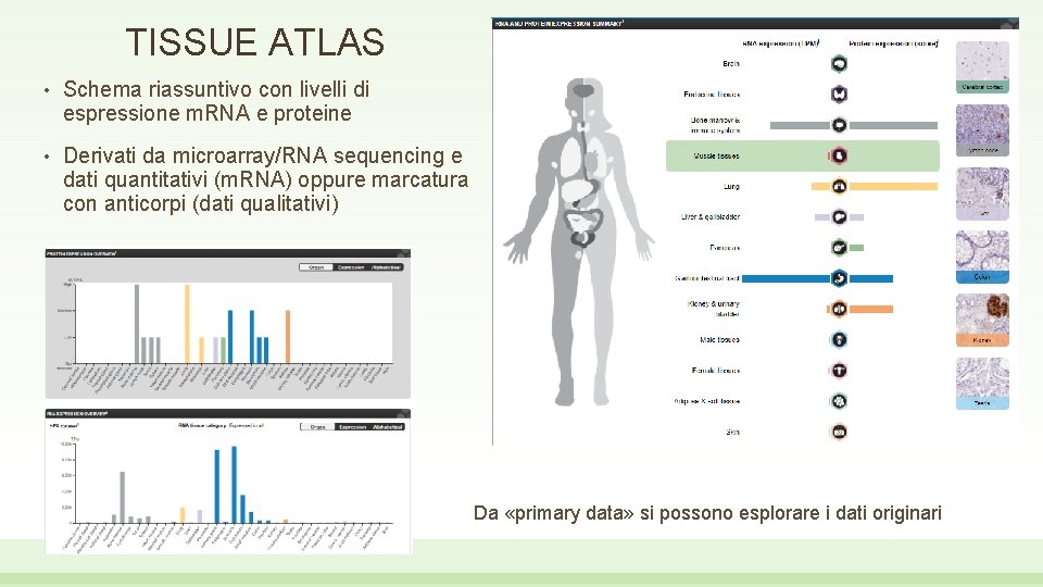 TISSUE ATLAS • Schema riassuntivo con livelli di espressione m. RNA e proteine •