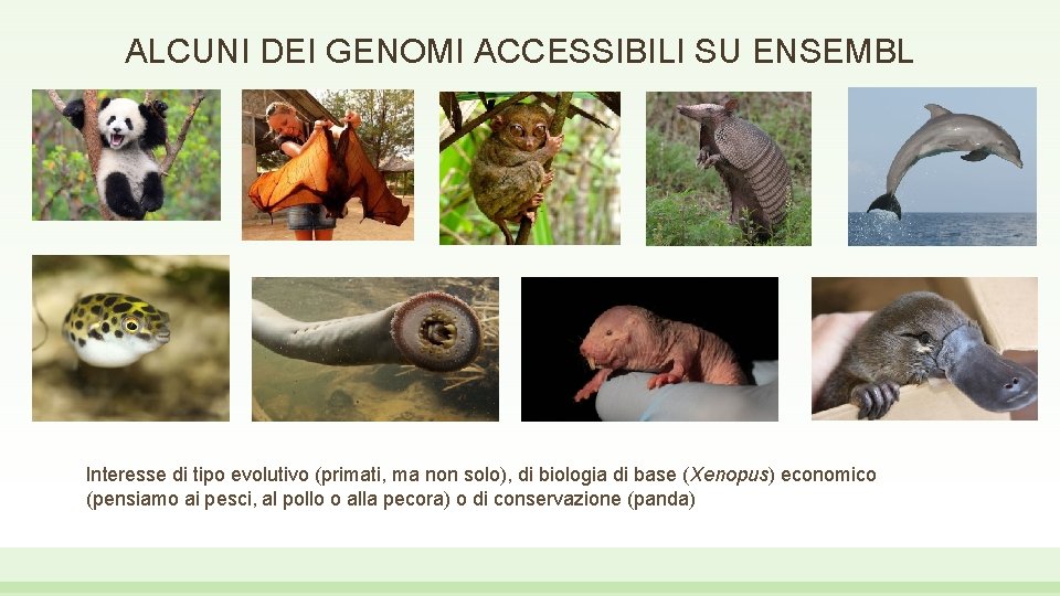 ALCUNI DEI GENOMI ACCESSIBILI SU ENSEMBL Interesse di tipo evolutivo (primati, ma non solo),