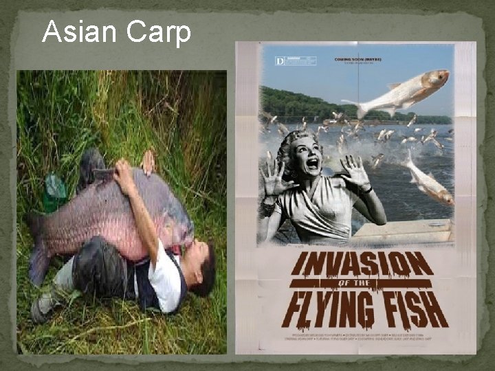 Asian Carp 