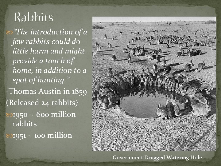 Rabbits “The introduction of a few rabbits could do little harm and might provide