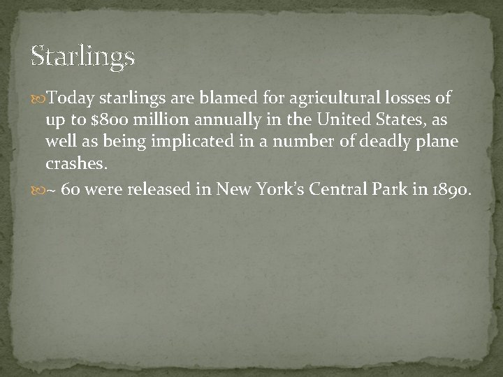 Starlings Today starlings are blamed for agricultural losses of up to $800 million annually