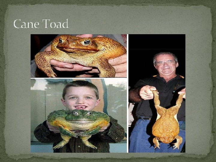 Cane Toad 