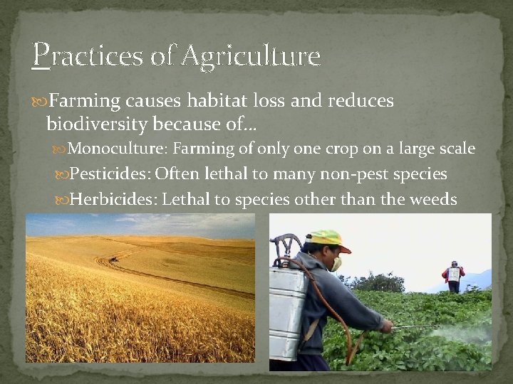 Practices of Agriculture Farming causes habitat loss and reduces biodiversity because of… Monoculture: Farming
