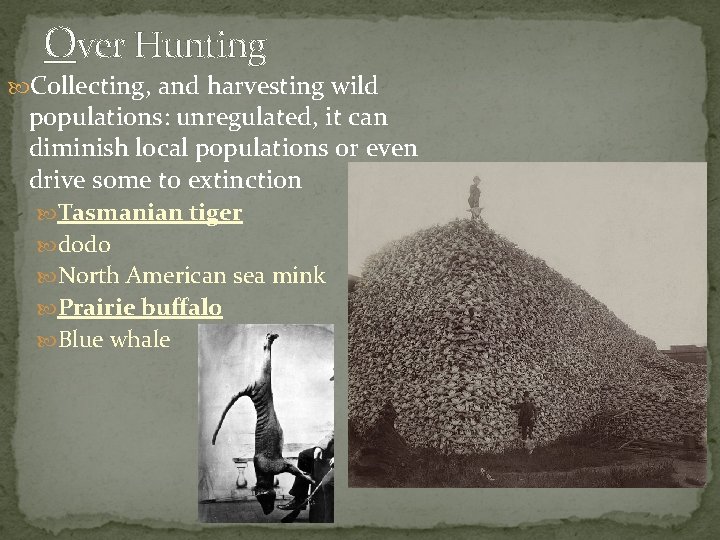 Over Hunting Collecting, and harvesting wild populations: unregulated, it can diminish local populations or