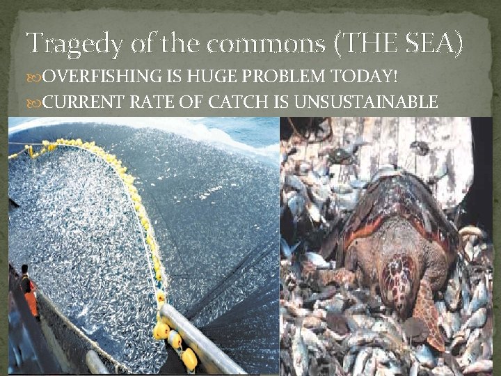 Tragedy of the commons (THE SEA) OVERFISHING IS HUGE PROBLEM TODAY! CURRENT RATE OF