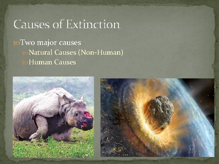 Causes of Extinction Two major causes Natural Causes (Non-Human) Human Causes 