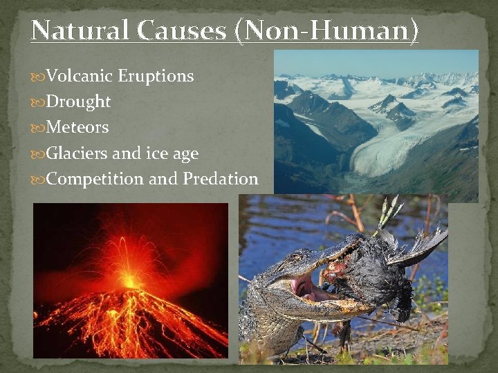 Natural Causes (Non-Human) Volcanic Eruptions Drought Meteors Glaciers and ice age Competition and Predation