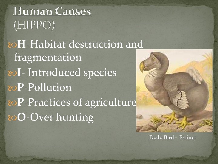 Human Causes (HIPPO) H-Habitat destruction and fragmentation I- Introduced species P-Pollution P-Practices of agriculture