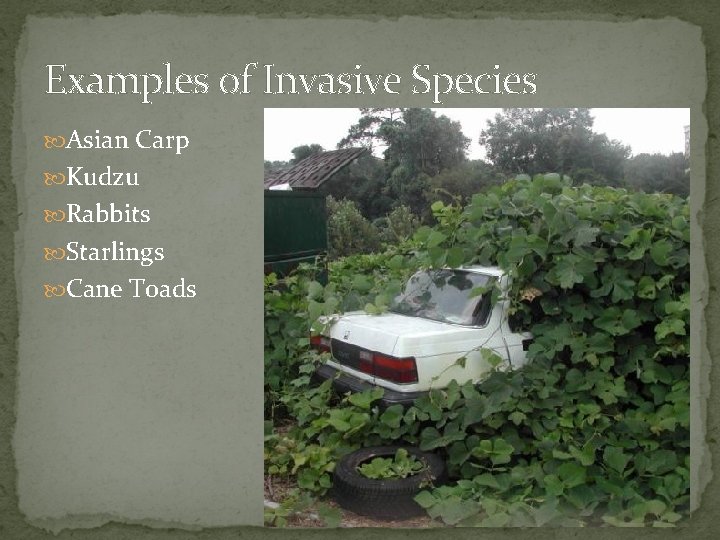 Examples of Invasive Species Asian Carp Kudzu Rabbits Starlings Cane Toads 