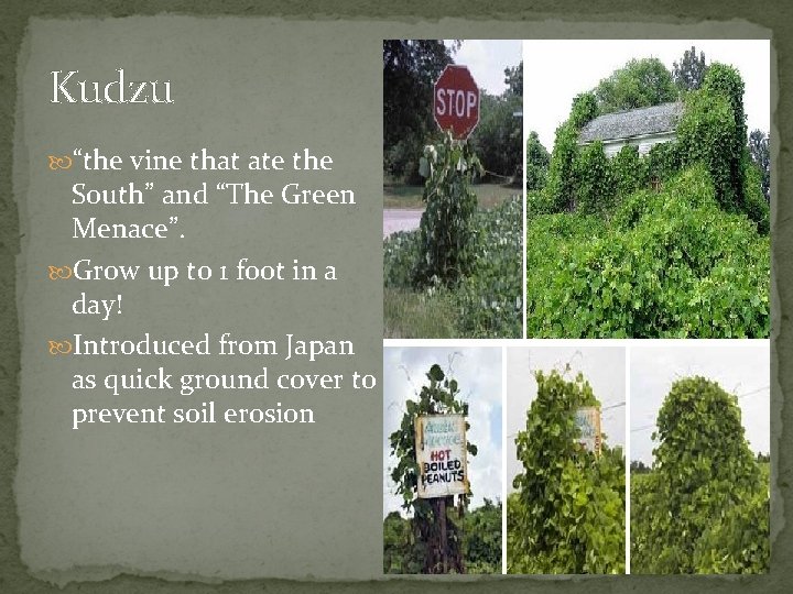 Kudzu “the vine that ate the South” and “The Green Menace”. Grow up to