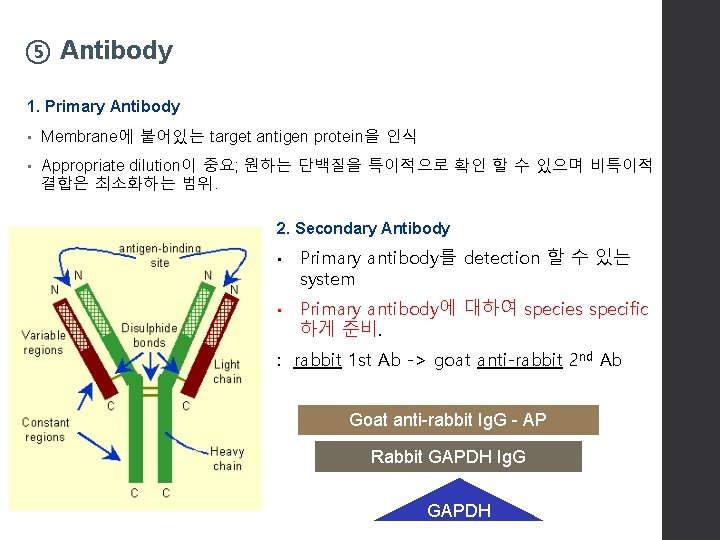 Western Blot analysis using GAPDH antibody S 423