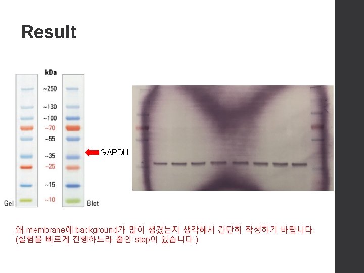 Western Blot analysis using GAPDH antibody S 423