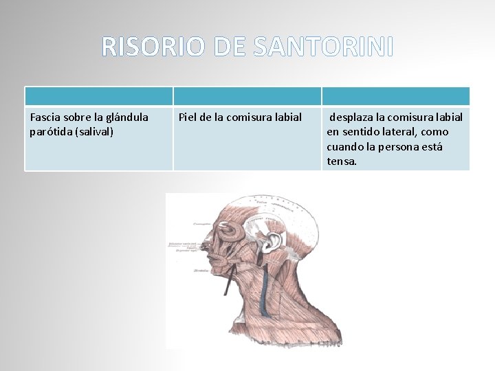 RISORIO DE SANTORINI Fascia sobre la glándula parótida (salival) Piel de la comisura labial