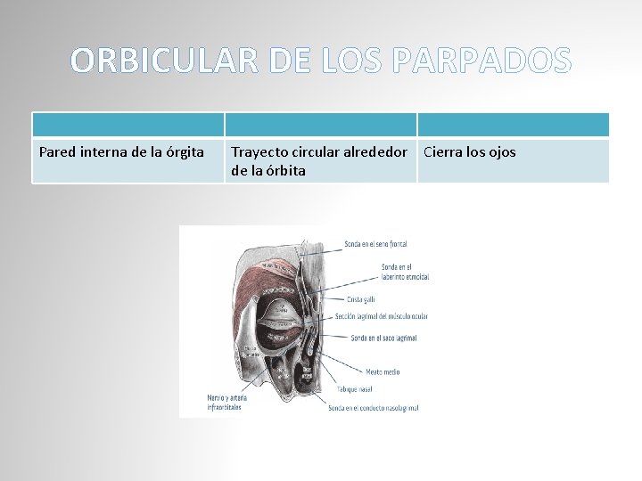 ORBICULAR DE LOS PARPADOS Pared interna de la órgita Trayecto circular alrededor de la