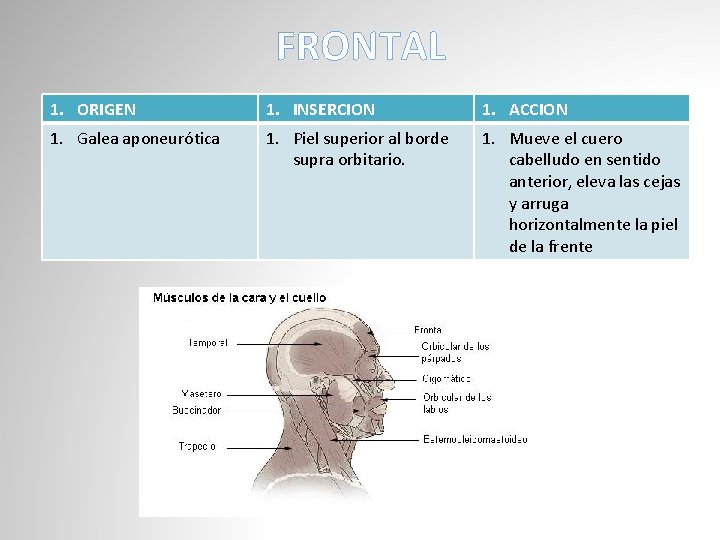 FRONTAL 1. ORIGEN 1. INSERCION 1. ACCION 1. Galea aponeurótica 1. Piel superior al