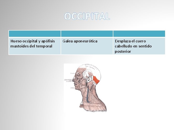 OCCIPITAL Hueso occipital y apófisis mastoides del temporal Galea aponeurótica Desplaza el cuero cabelludo