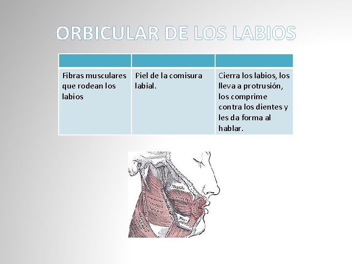 ORBICULAR DE LOS LABIOS Fibras musculares que rodean los labios Piel de la comisura